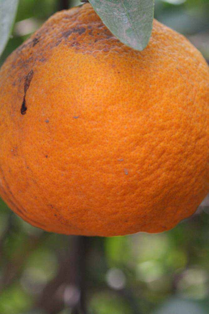              Fruit (Iyomikan, Riverside, CA)   